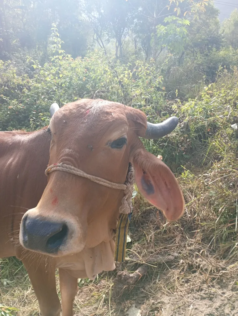 Gau Mata